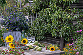 Herbstliche Tischdekoration mit Sonnenblumen, Hagebutten,  Birnen, Zieräpfeln und Fenchelblüten auf Terrasse mit Spalierbirne und Enzianstrauch