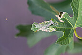 Damage to real fig caused by the fig spreadwing butterfly