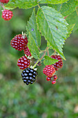 Unripe blackberries are red and ripe blackberries are black