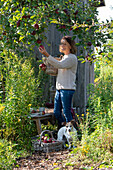 Small sitting area between apple tree and garden house, bench with fur and blanket next to goldenrod, basket with apples, woman picking apples, dog Zula