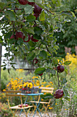 Zweig mit roten Äpfeln, Apfelbaum Sorte 'Berner Rosenapfel', mit Blick auf kleine Sitzgruppe