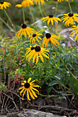 Yellow coneflower 'Goldsturm' and spurge