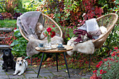 Two acapulco armchairs covered with furs and blankets by a terrace flower bed with a Virginia creeper privacy screen and a small bouquet with roses and rose hips on a table – a cat sitting on one chair and dogs Zula and Paula next to them