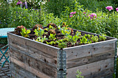 Raised bed with various salads, chard, kohlrabi, celery and radishes in early summer