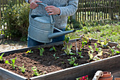 Frau gießt frisch eingepflanzte Gemüse-Jungpflanzen an: verschiedene Salate, Kohlrabi, Sellerie und Mangold