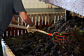 Pinot noir grapes in a press, Champagne, France