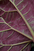 The underside of a rhubarb leaf (close-up)