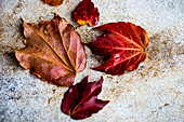 Red autumn vine leaves