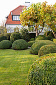 Autumn garden with lawn and box balls