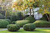 Autumn garden with lawn and clipped box