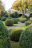 Herbstlicher Garten mit Gartenweg und in Form geschnittenen Buchsbäumen