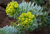 Nahaufnahme einer Walzenwolfsmilch  (Euphorbia)