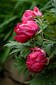 Flowering peonies in the garden (Paeonia)