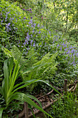 Hasenglöckchen, Akelei und Farn (Aquilegia) im Wald