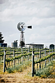 Weingut Clonakilla, Canberra, NSW, Australien