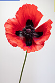 Poppy blossom against white background