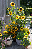 Spätsommer-Terrasse mit Sonnenblumen, Gewürztagetes, Chinakohl und Duftnessel, Flechtkorb mit Kleingeräten