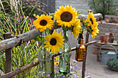 Sonnenblumen-Blüten in Flaschen an Gestell aus Ästen gehängt