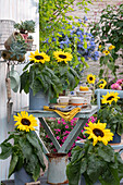 Spätsommer-Arrangement mit Sonnenblumen und Echeverien im Topf