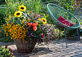 Sunflowers, dahlias, basil and tagetes planted in a large basket next to Acapulco chair with cushion
