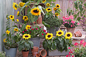 Late summer terrace with sunflowers, zinnias, geraniums, lemon thyme and oregano 'Compactum