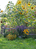Hohe Sonnenblumen hinterm Gartenzaun, davor Töpfe mit Duftnessel, Sonnenhut 'Goldsturm', Scheinsonnenhut und Gewürztagetes