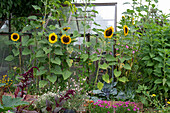 Beet mit Sonnenblumen, Kapkörbchen, Prachtkerzen im Topf, Fuchsschwanz, Färberkamille und Kohlpflanzen am Gewächshaus