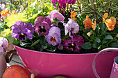 Detail: Pansies and horned violets in tin tub