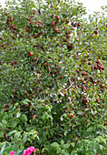 Apfelbaum 'Raika' und Himbeeren im Garten