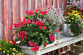 Hanging geranium 'Happy Face® Dark Red Mex' and small-flowered mountain mint 'Blue Cloud