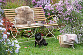 Gartenbank mit Sitzfell am Herbstbeet mit Astern und Bergenien, Hund Paula und Korb mit Decke