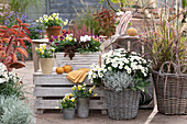 Baskets and pots with cushion aster 'Girasol', feather bristle grass 'Fireworks', horned violet, cyclamen, budding heather, stonecrop 'Chocolate Ball', tripmadam, barbed wire plant and garden azalea with red autumn foliage on autumn terrace