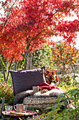 Cushion in front of bright red fan maple as a seat in the garden