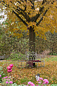 Baumbank mit Decke als Sitzplatz im Herbst unter Linde, Katze läuft durch den Garten