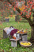 Bench with seat fur and blankets as a seat under the ornamental apple tree, basket with candles, quinces and chestnuts, basket with apple quinces, cat lying on blanket