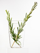 Sprigs of Rosemary in a jar