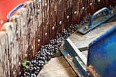 Pinot noir grapes in a wine press, Champagne, France