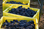 Grape harvest: Pinot noir grapes in plastic crates, Champagne, France