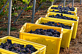 Grape harvest: pinot noir grapes in plastic crates, Champagne, France