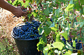 Pinot Noir Trauben werden geerntet, Champagne, Frankreich