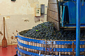 Weinpresse mit Pinot Noir Trauben, Champagne, Frankreich