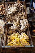 Exotische Pilze auf einem Markt
