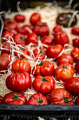 farmers market tomatoes
