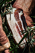Hands holding a piece of smoked bacon with rosemary