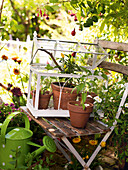 Minigewächshaus mit Paprikapflanze auf Gartenstuhl