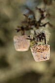 DIY fat food for birds to hang up
