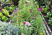 Summer flower bed with ornamental baskets and zinnias between vegetable beds with sugar loaf lettuce 'Uranus'.