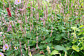 Kerzen-Knöterich 'Roseum' im herbstlichen Garten