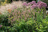 Autumn bed with purple water lily 'Red Dwarf', knotweed 'Roseum' and Chinese reed