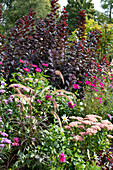 Late summer border with stonecrop, red feather bristle grass, zinnias, ornamental basket and wig shrub 'Royal Purple